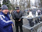 Виставка голубів у Дніпропетровську 2011