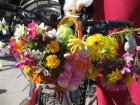 У Полтаві леді їздять на велосипеді