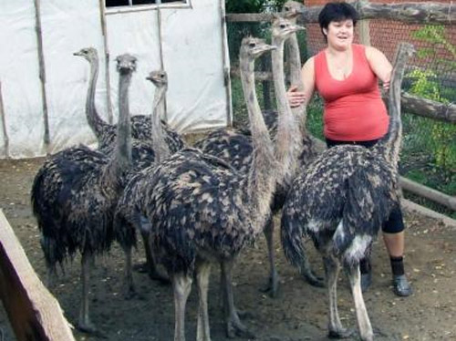 У Машівці проживає сім африканських страусів