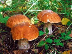 На Пирятинщині 10-річна дівчинка отруїлася грибами