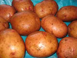 Урожай картоплі б’є рекорди