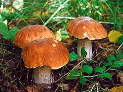 Мешканка Пирятинщини після вживання грибів потрапила до реанімації