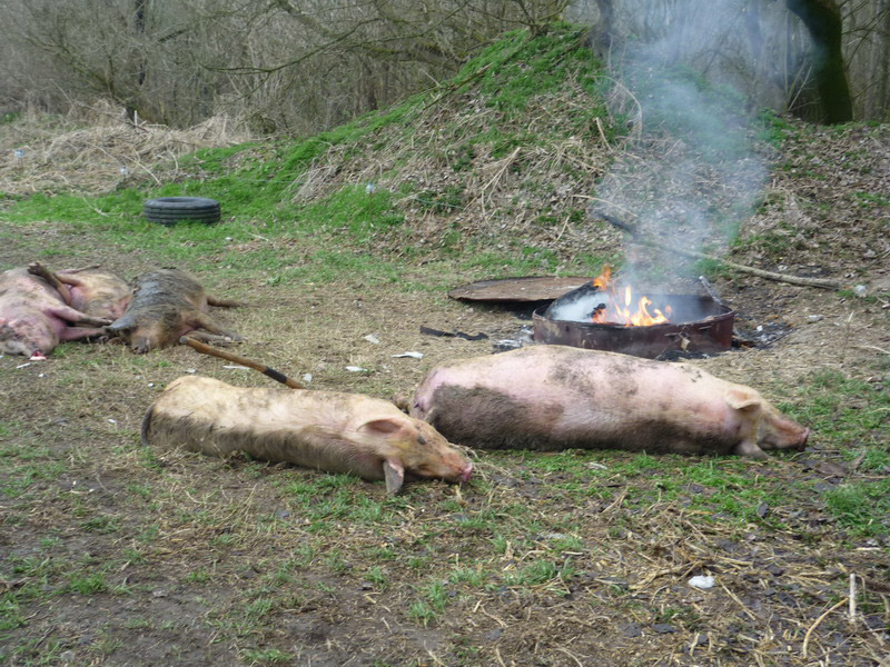 У Кобеляцькому районі набуває популярності полювання на свиней