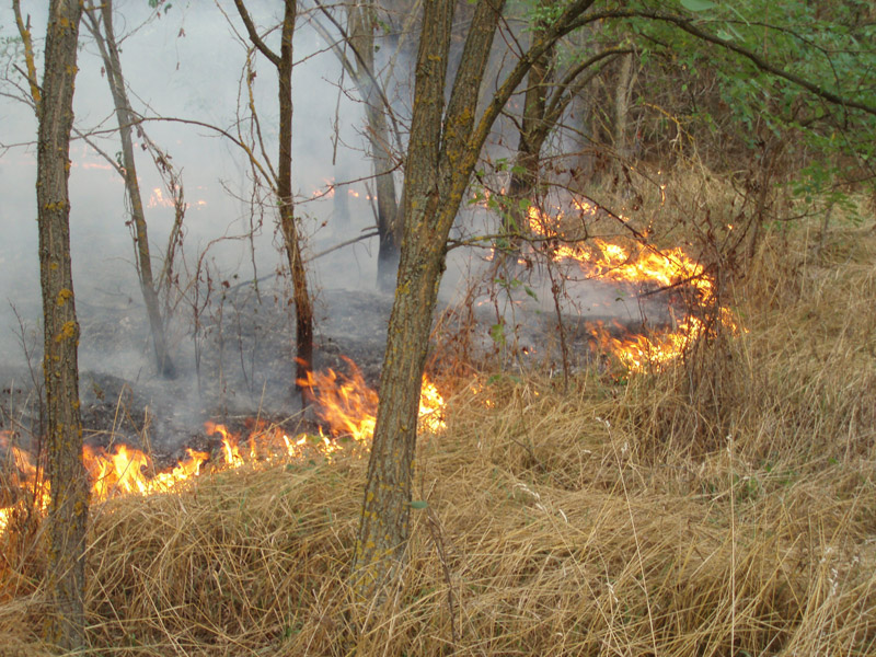 На Новосанжарщині вогонь пошкодив майже 40 га лісу