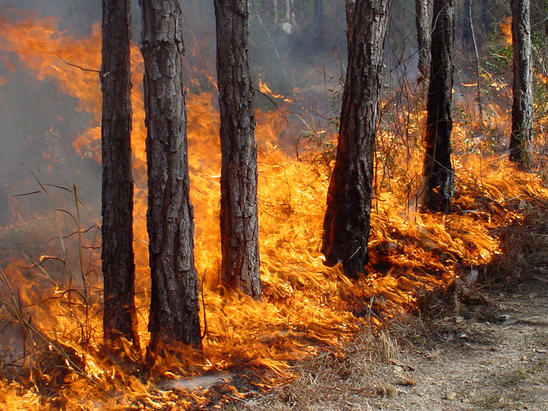 «Унаслідок пожежі було знищено 137 гектарів лісу»