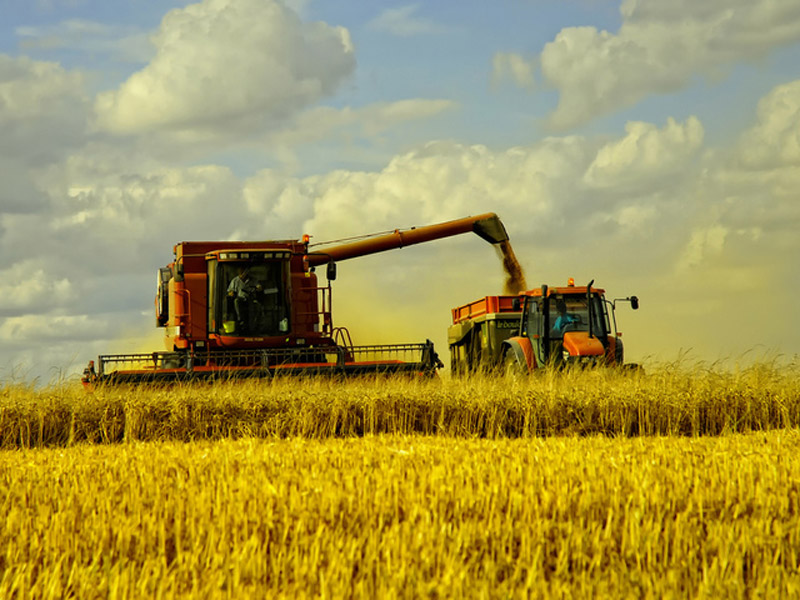 «До 25 липня плануємо завершити збирання ранніх зернових»