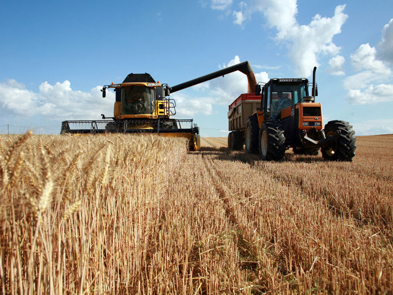 На Пирятинщині змолотили пшеницю на трьох тисячах гектарах