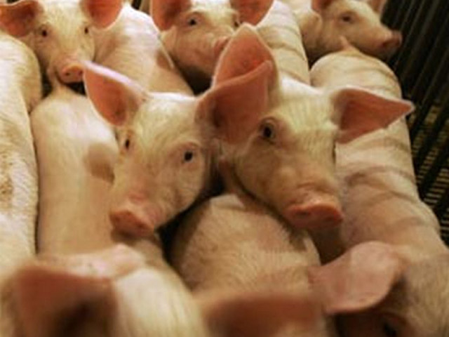 У Пирятинському районі спалили майже три сотні свиней, заражених африканською чумою