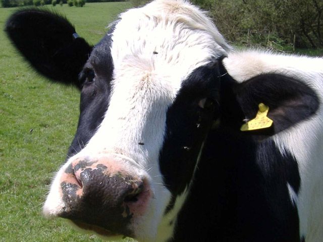 Кобеляцькі поліцейські знайшли викрадену корову