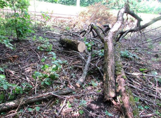 Решетилівські поліцейські розслідують незаконну вирубку дерев
