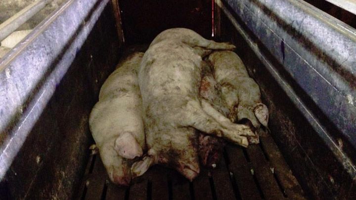 На свинокомплексі у Біликах свині почали дохнути та пожирати один-одного