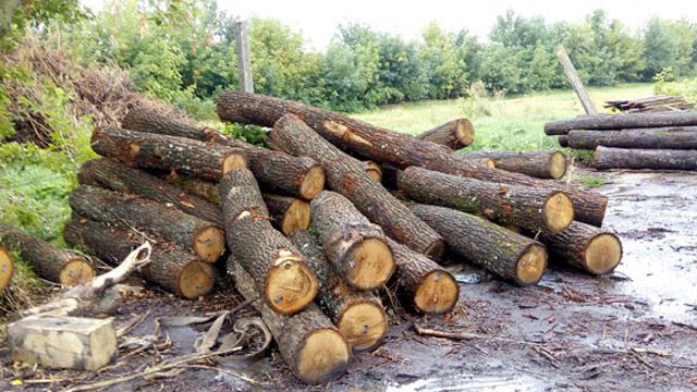 На Новосанжарщині займалися незаконним вирубуванням дерев