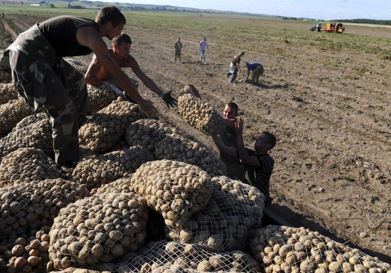 Впереди у украинских овощеводов еще несколько трудных лет