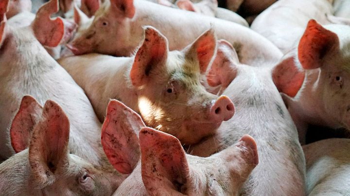 Компенсацію за знищених через АЧС свиней на Полтавщині виплачуватимуть вчасно