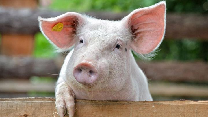 Африканська чума свиней уже на Дніпропетровщині