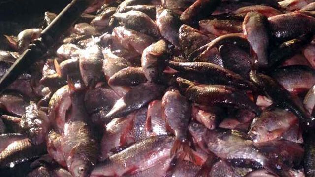 У Кременчуцькому районі брайконєри наловили риби на 150.000 гривень