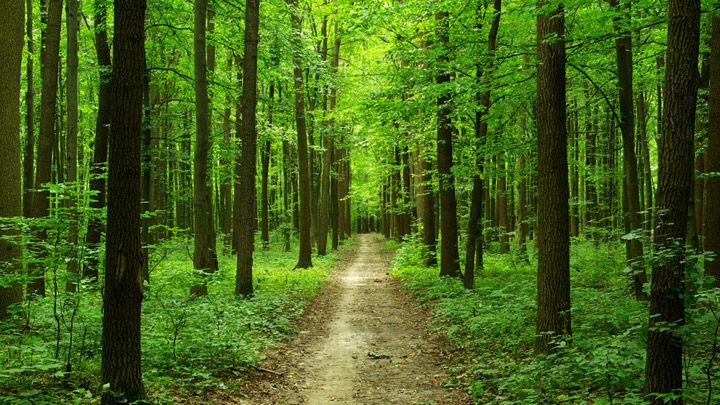 Завдяки Кобеляцькій прокуратурі державі повернуто 3 гектари лісу