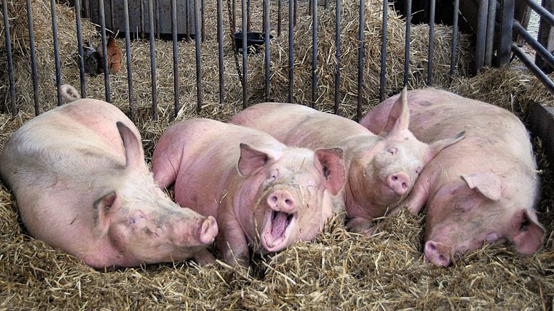 У Кременчуцькому районі двоє неповнолітніх продали чужих свиней