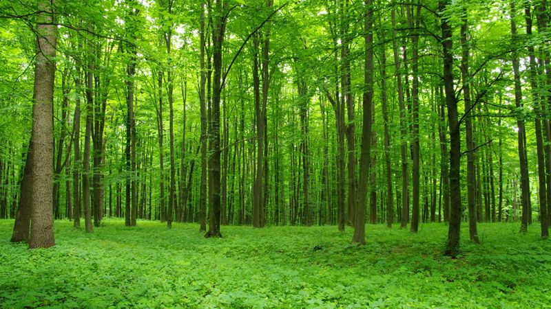 Підприємство за оренду 240 гектар лісу платило 200 гривень оренди