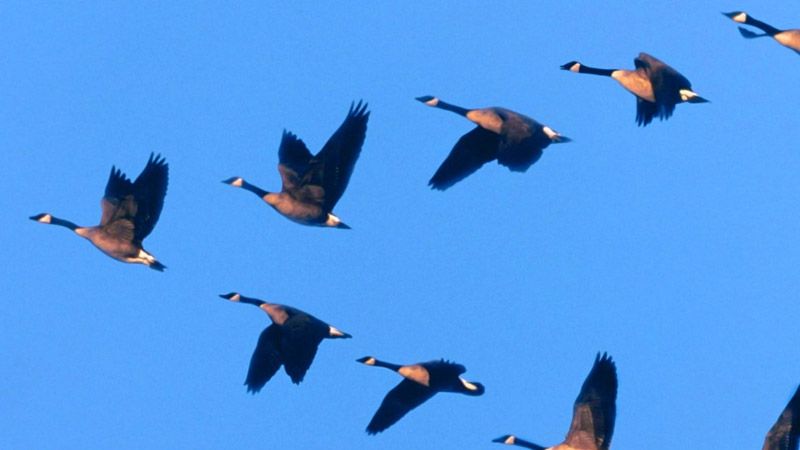 10 травня – Міжнародний день мігруючих птахів