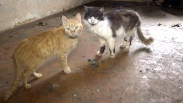 У одній із полтавських квартир хазяйка утримувала цілий табун котів