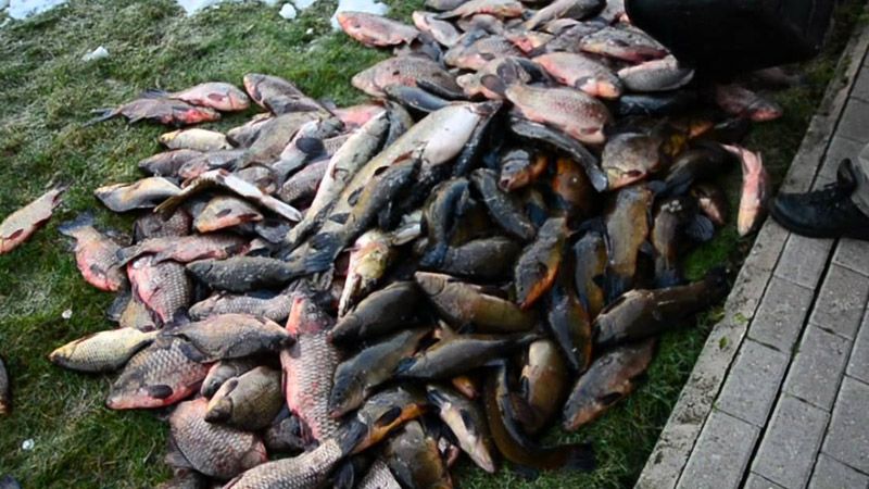 За період нересту поліцейські вилучили 600 кілограмів риби