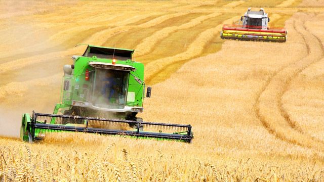 Ранніх зернових можуть зібрати 45 тисяч тонн