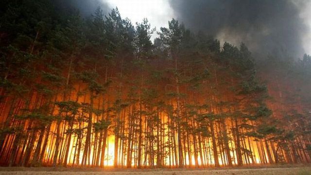 Пожежа в екосистемах - це трагедія