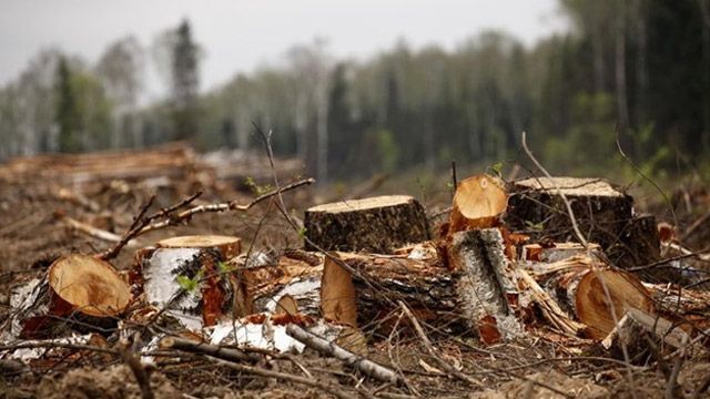 За незаконну вирубку лісів — кримінальна відповідальність