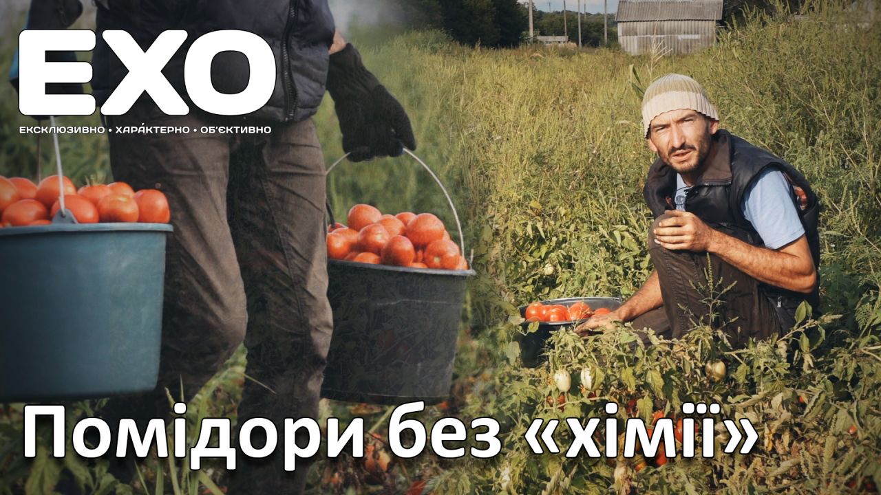 Олександр Гречаний вирощує помідори без «хімії»