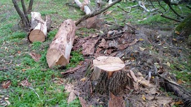 У Кременчуцькому районі чоловік незаконно напиляв дерев на 15 тисяч гривень