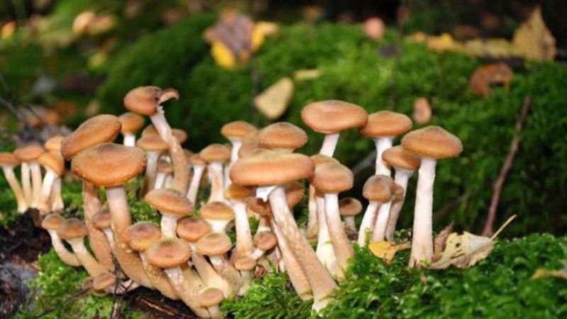 На Миргородщині 18-річний юнак отруївся грибами