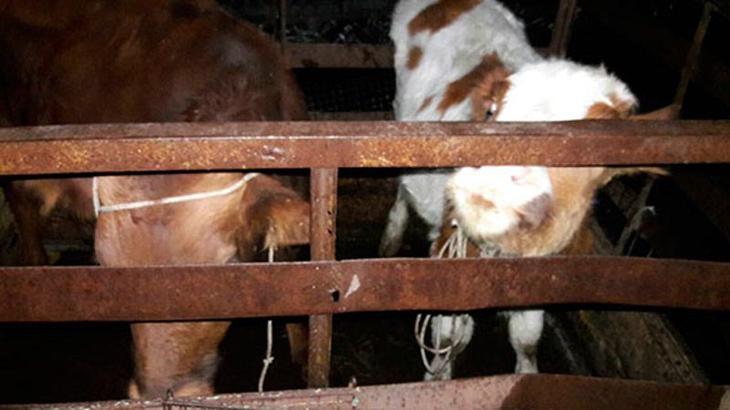 Новосанжарські дільничні затримали крадія худоби