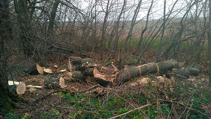 У Семенівському районі поліція затримала незаконних лісорубів