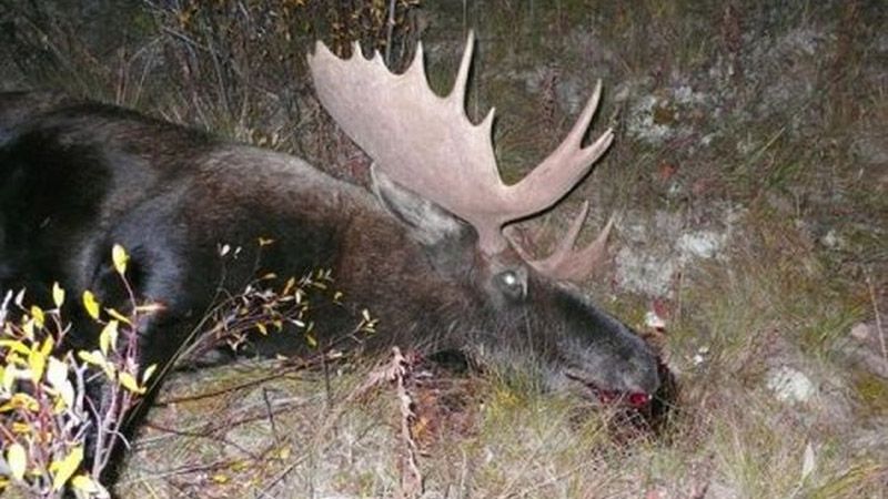 У Кобеляцькому районі браконьєри убили лося