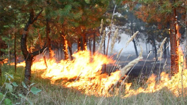 Найбільше від пожеж постраждали екосистеми