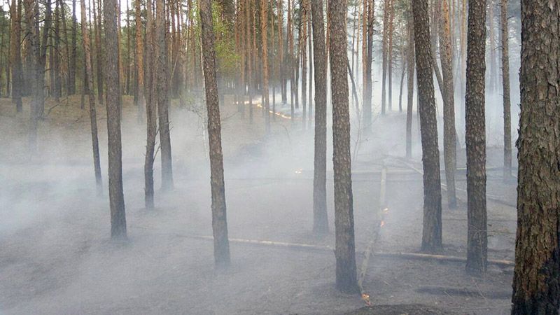 Рятувальники ліквідували 2 лісові пожежі