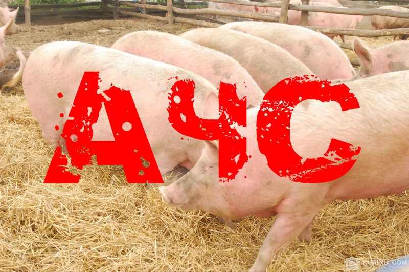 Африканська чума свиней повернулась 