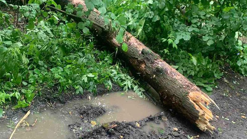 У Полтавському районі внаслідок падіння дерева загинув 15-річний юнак