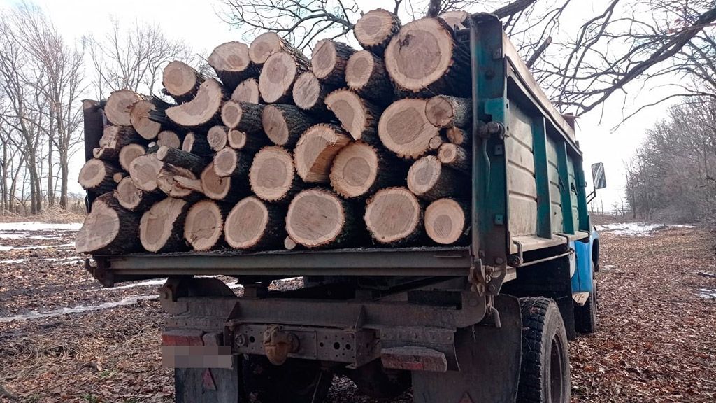 Судитимуть незаконних лісорубів у Зінькіській та Диканській громадах