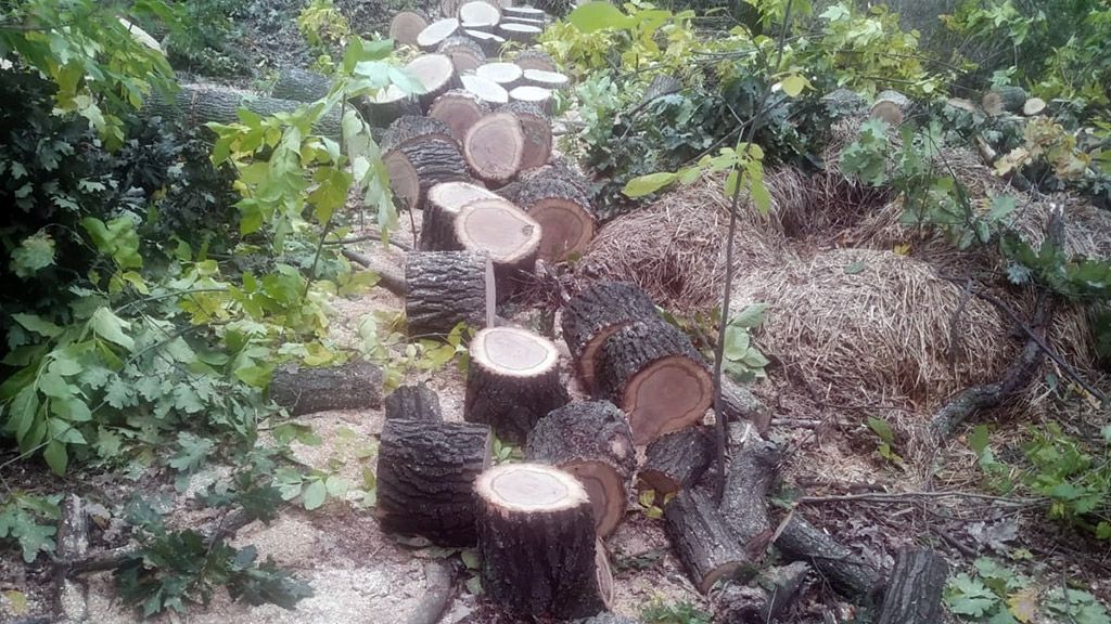 За незаконну порубку дерев зі збитками у понад 300 тис грн судитимуть двох жителів Хорольської територіальної громади