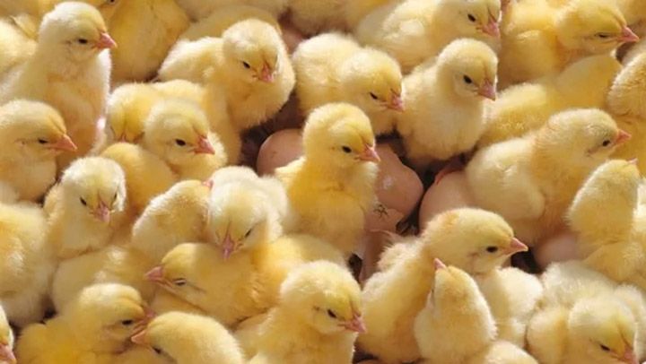 Сотні курчат вилупилися з викинутих яєць