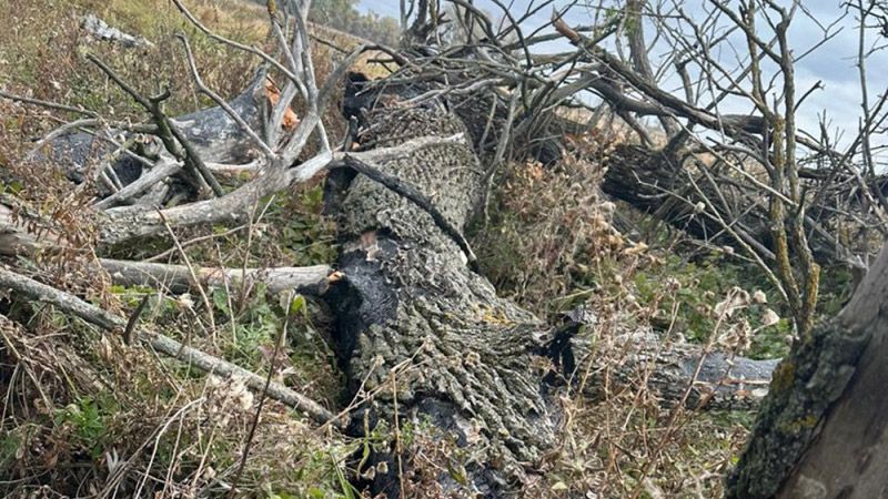 На Лубенщині на чоловіка упало дерево – його врятувати не вдалося