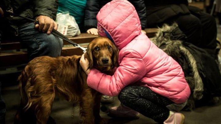 В Україні дозволили брати в укриття домашніх тварин