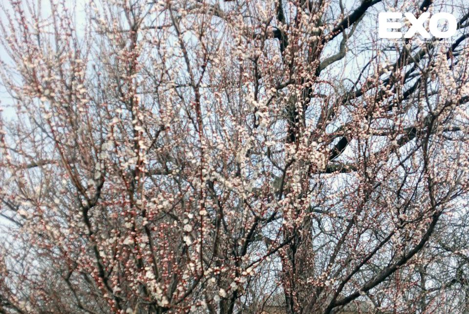 1 квітня в Кобеляках розквітнули абрикоси