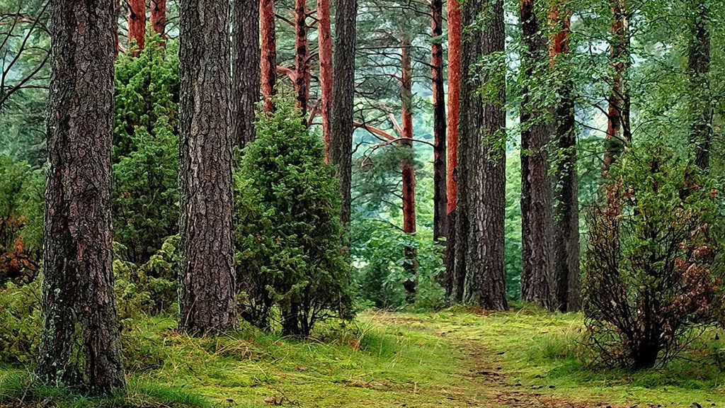 Під охорону можуть взяти більше 160 тисяч гектарів лісів