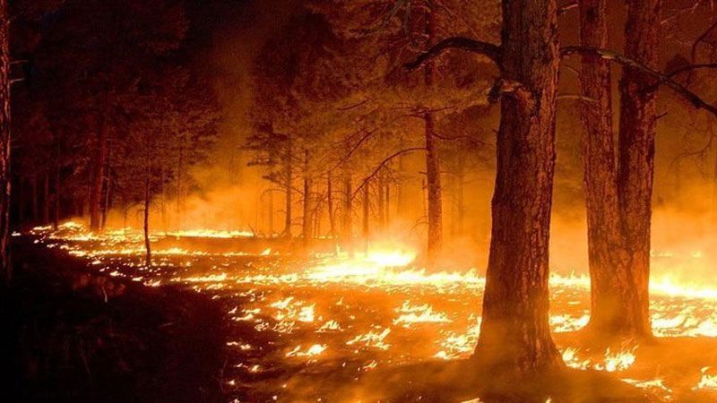 Лісівники Полтавщини попереджають про відповідальність за порушення правил пожежної безпеки у лісі