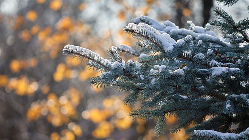 Туманна відлига зміниться морозами: прогноз для Полтавщини на 8-10 січня