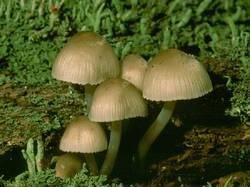 ВІДЕО - На Полтавщине отравилось грибами 11 человек, троих спасти не удалось