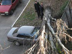 Дерево впало на автівку